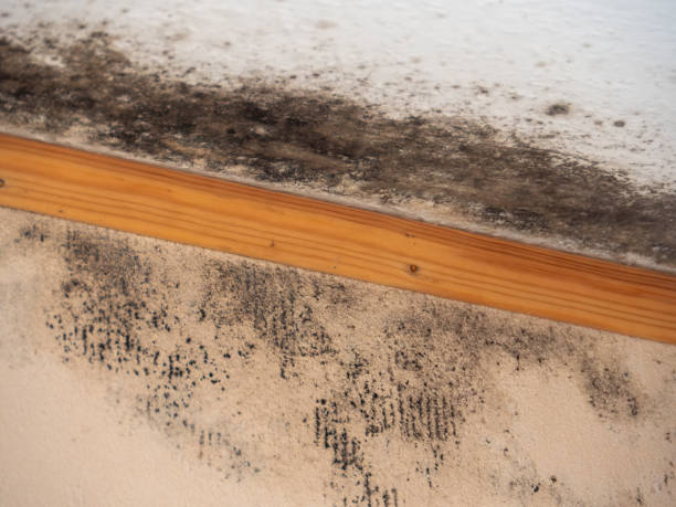 Best Mold Odor Removal Services  in Maple Glen, PA