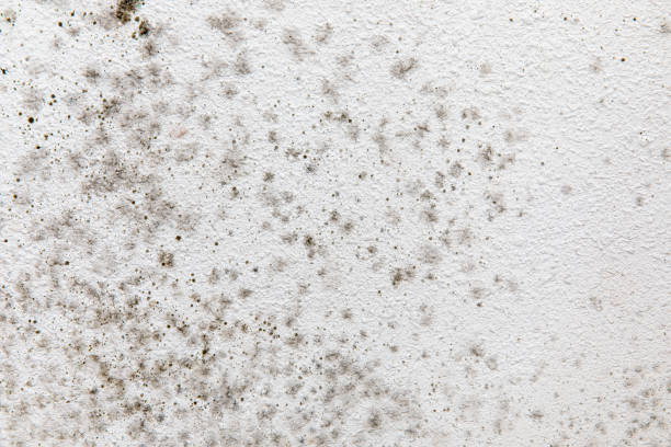 Maple Glen, PA Mold Removal Company