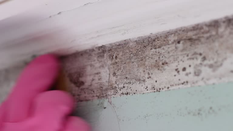Best Crawl Space Mold Remediation  in Maple Glen, PA